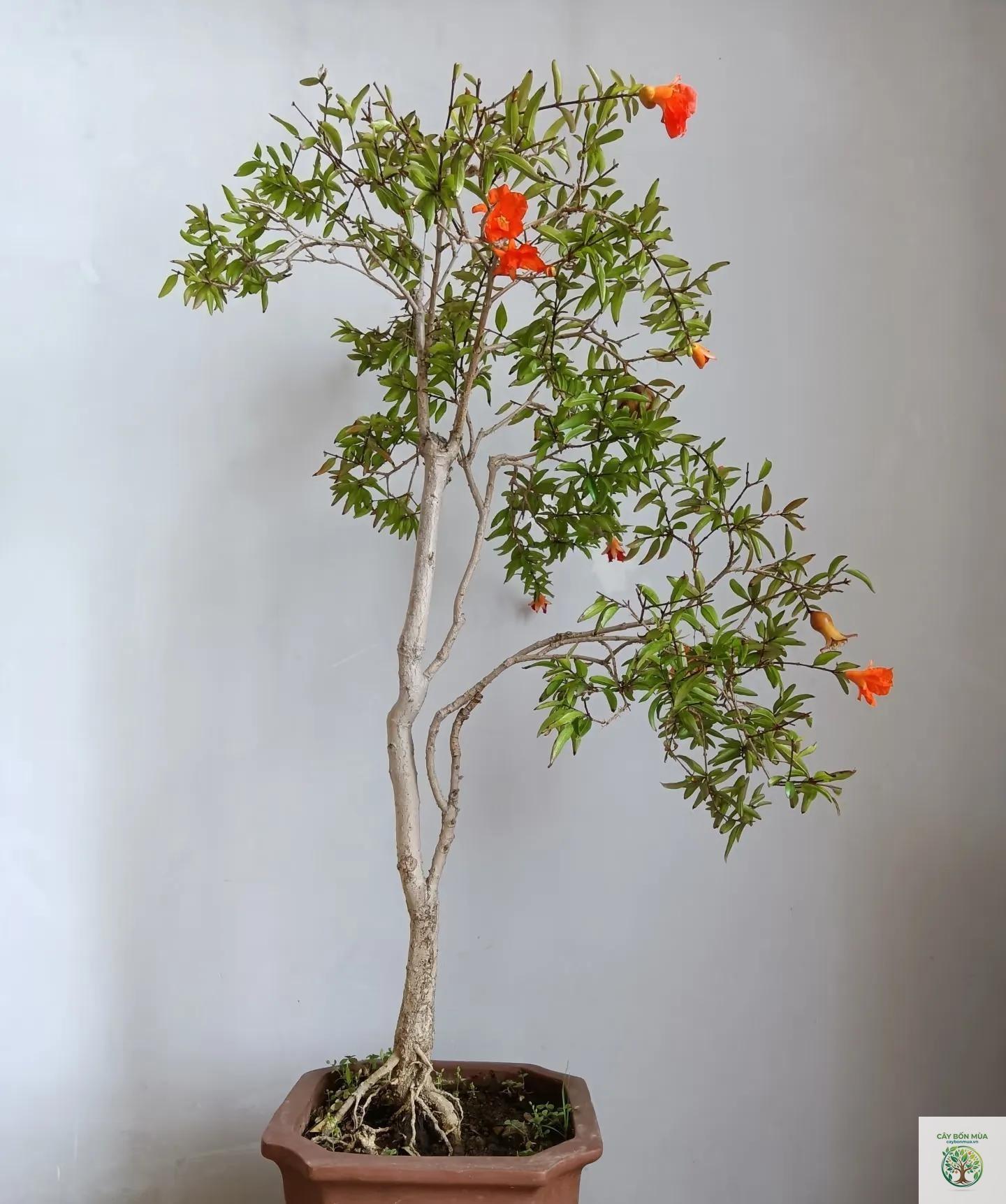 cây lựu bonsai - Image 4