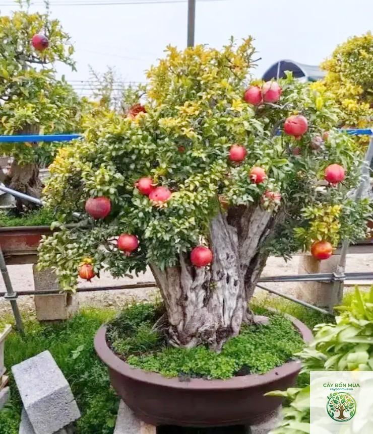 cây lựu bonsai - Image 5