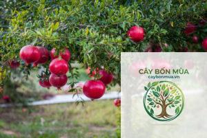 cây lựu hồng