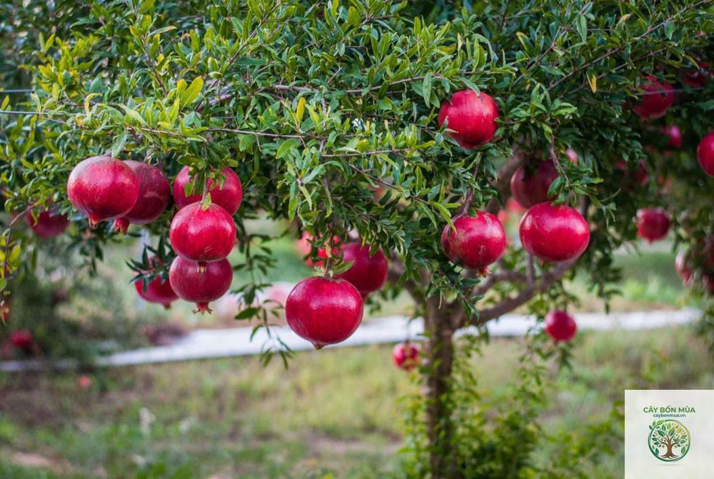 cây lựu hồng