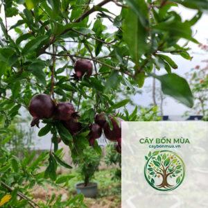cây lựu tím