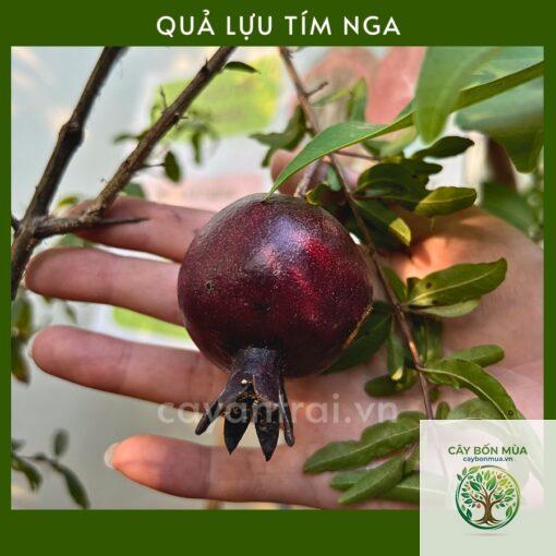cây lựu tím - Image 4