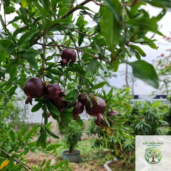cây lựu tím