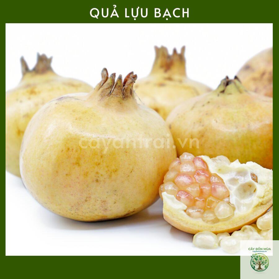 cây lựu trắng - Image 3