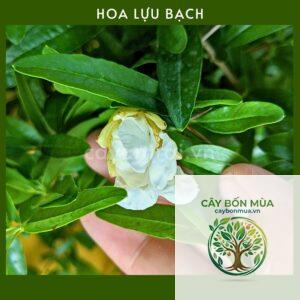 cây lựu trắng