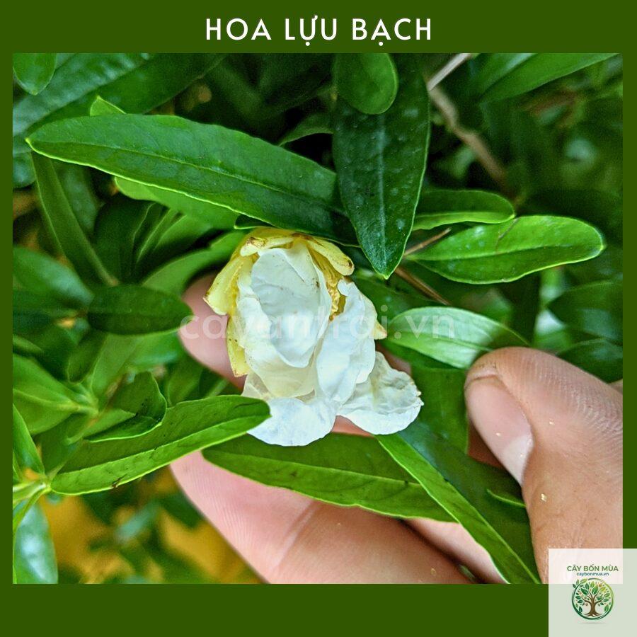 cây lựu trắng