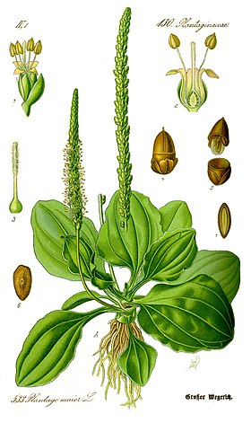 cây mã đề - Image 3