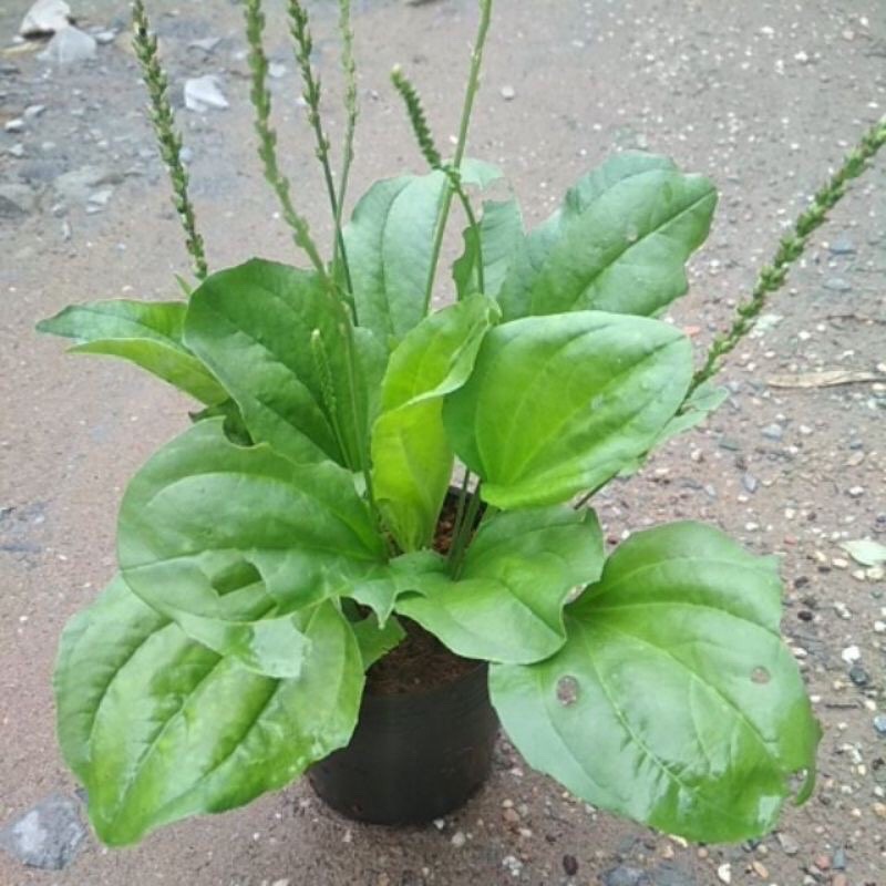 cây mã đề - Image 5