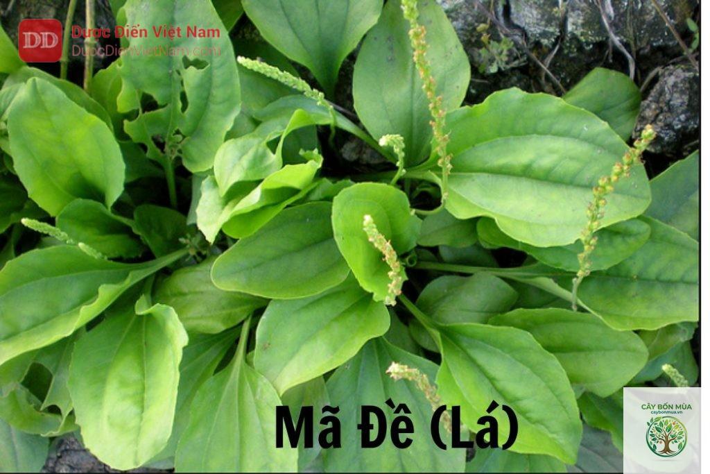 cây mã đề lá lớn - Image 5