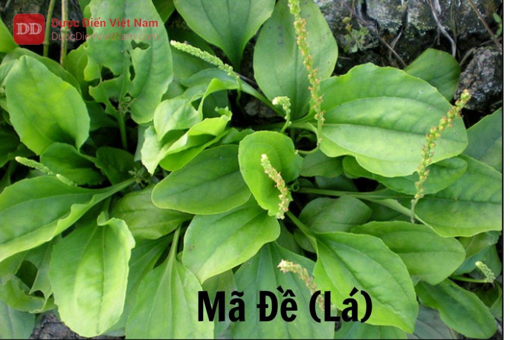 cây mã đề lá lớn - Image 5