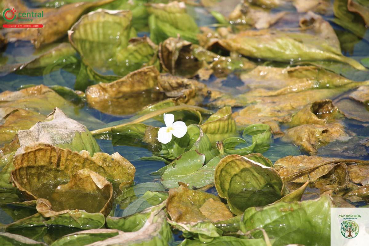 cây mã đề nước - Image 1