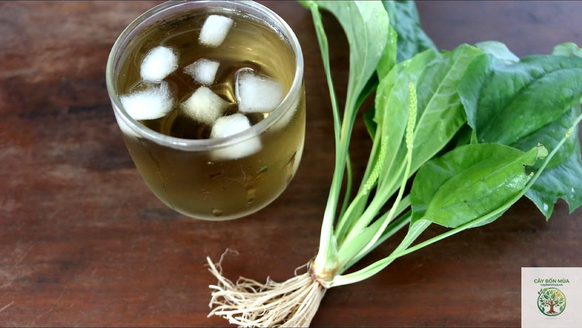 cây mã đề nước - Image 4