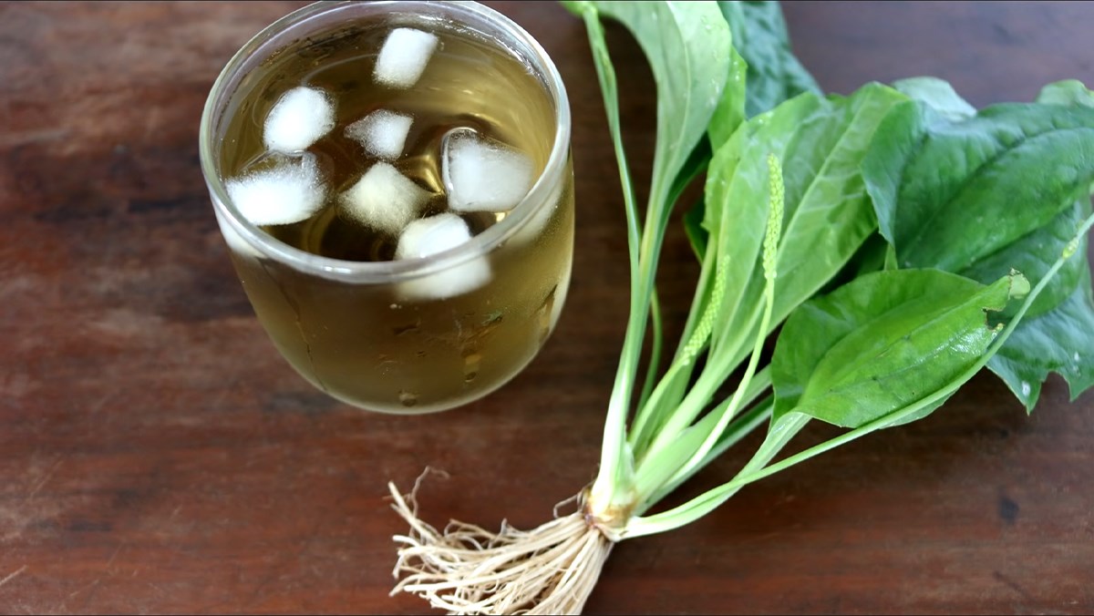 cây mã đề nước - Image 4