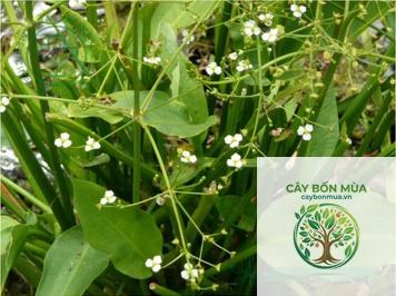 cây mã đề nước - Image 5