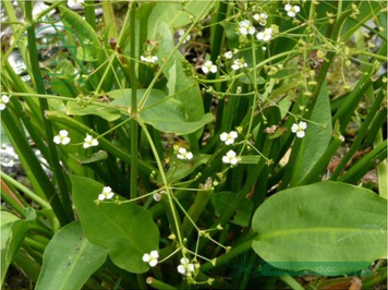 cây mã đề nước - Image 5