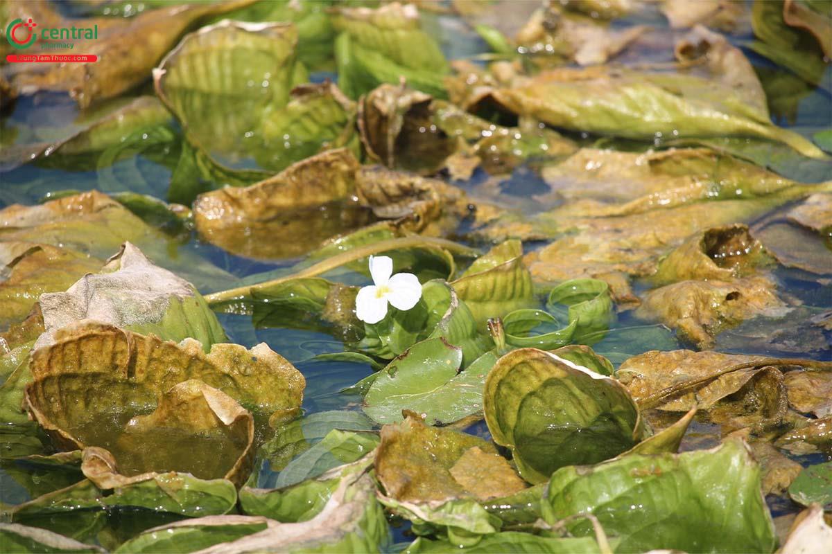 cây mã đề nước - Image 1