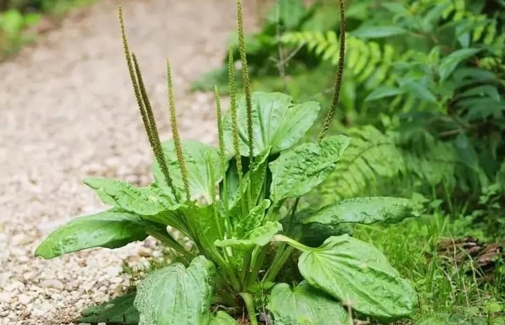 cây mã đề rừng - Image 2