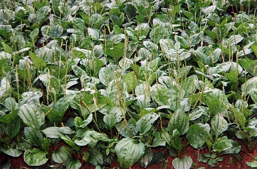 cây mã đề rừng - Image 4