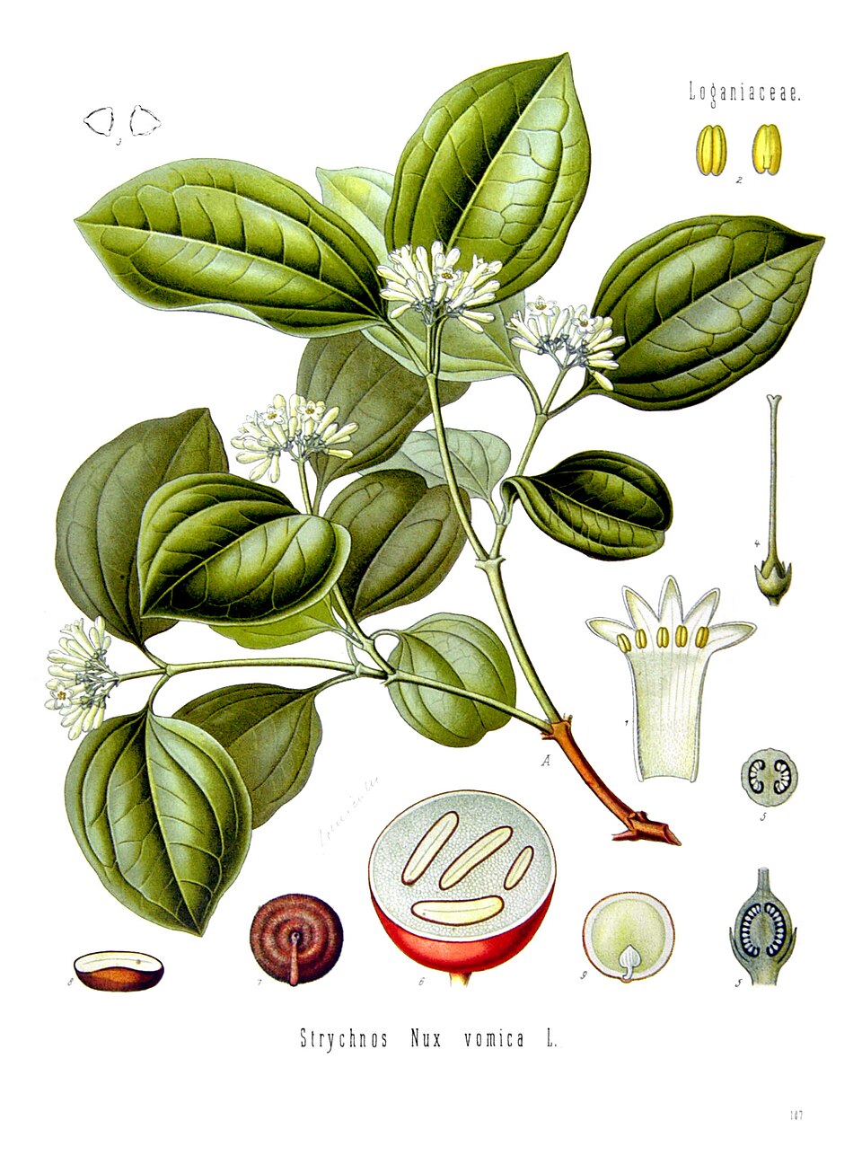 cây mã tiền - Image 2