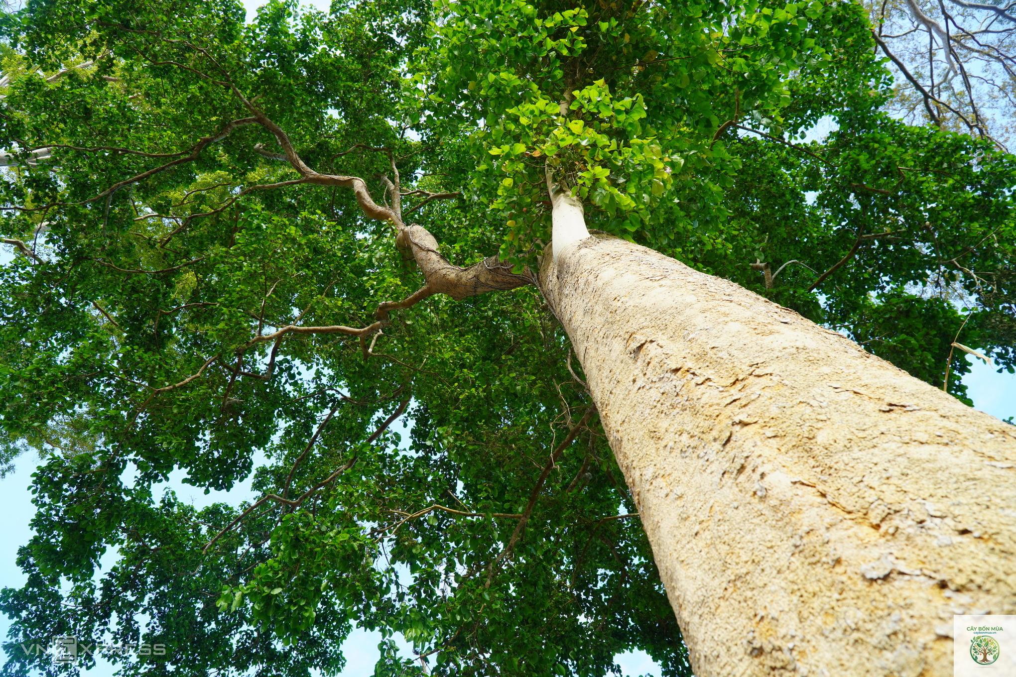 cây mã tiền rừng - Image 4