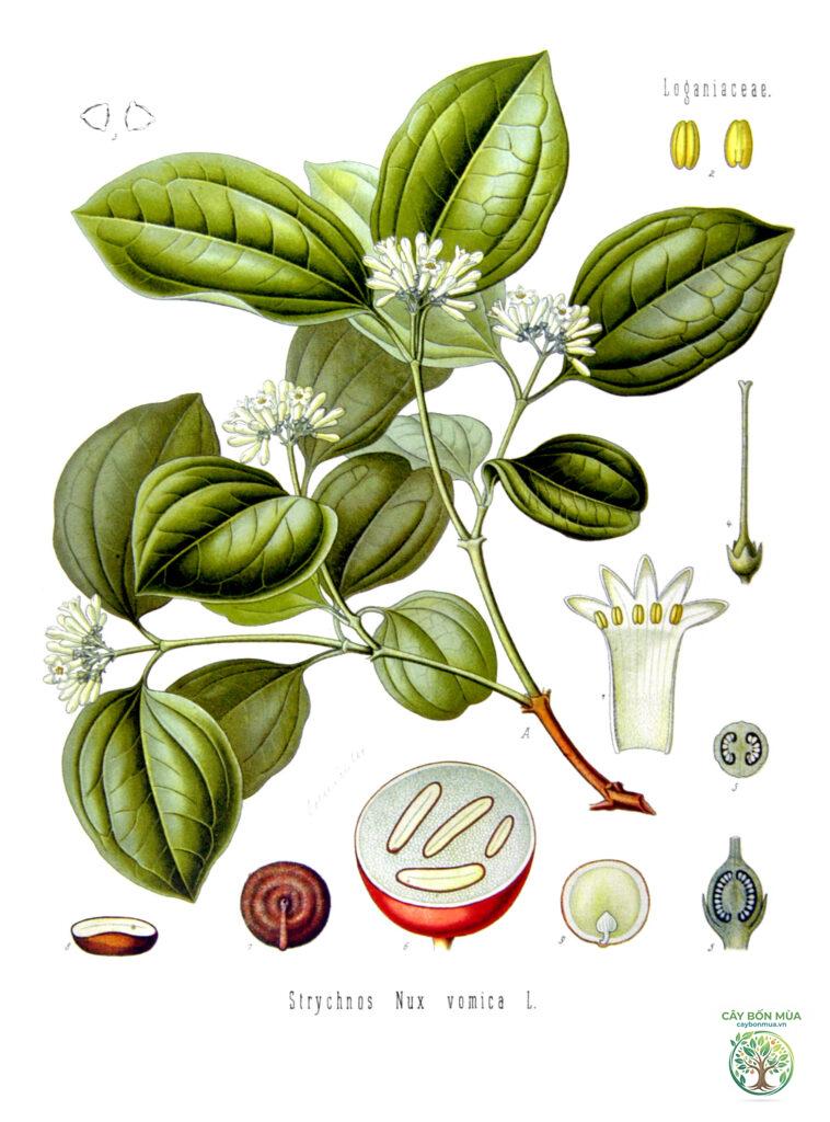 cây mã tiền rừng