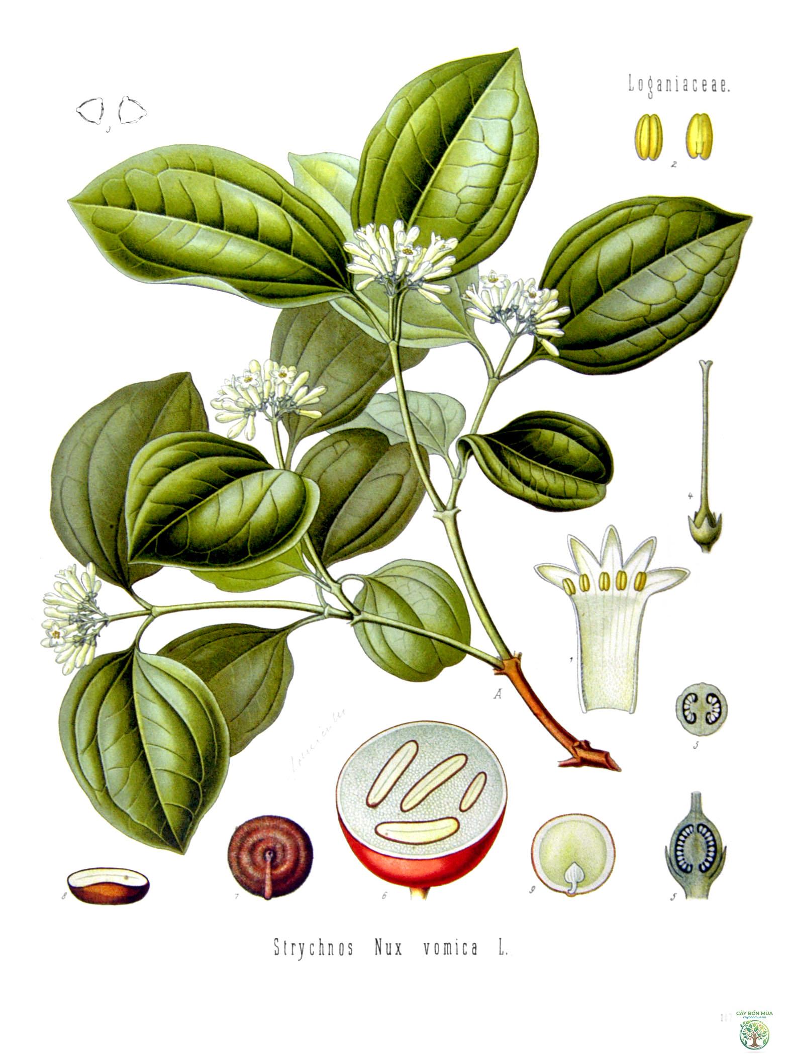 cây mã tiền rừng - Image 1