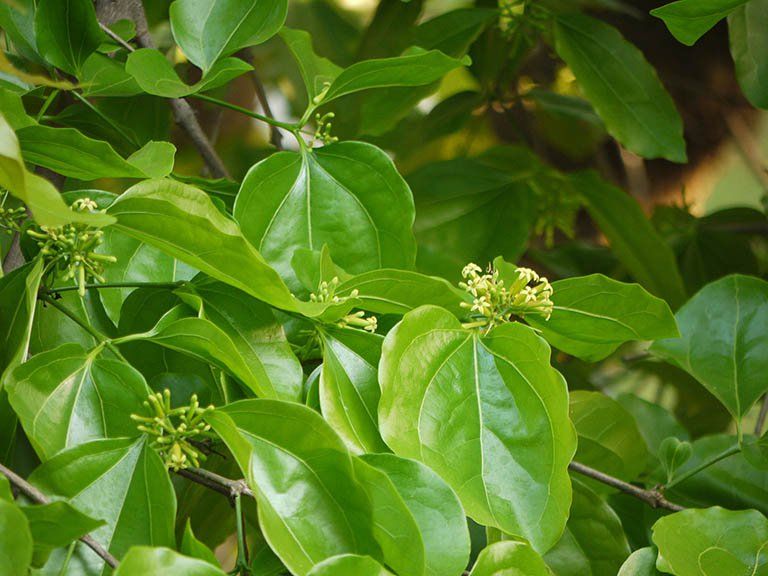 cây mã tiền
