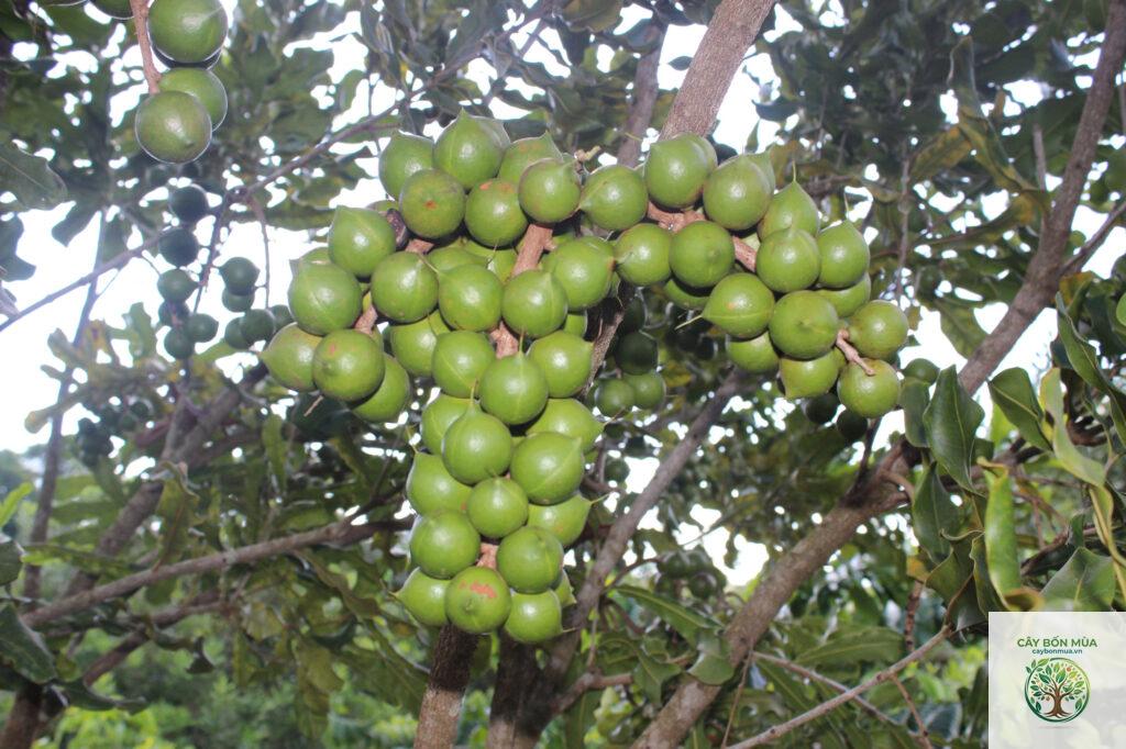 cây mắc ca