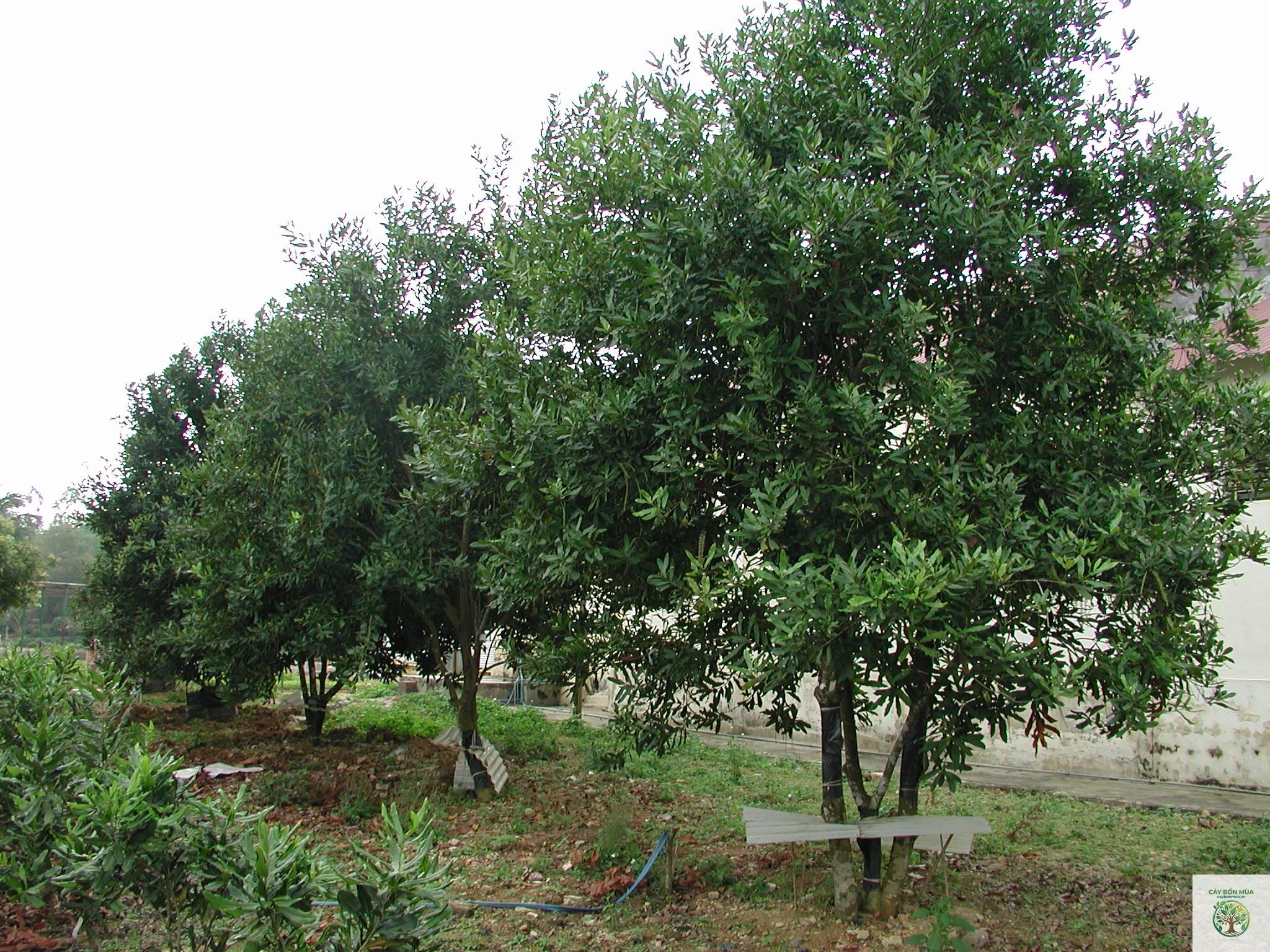 cây mắc ca - Image 2