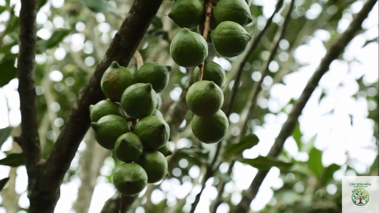 cây mắc ca Đà Lạt - Image 3