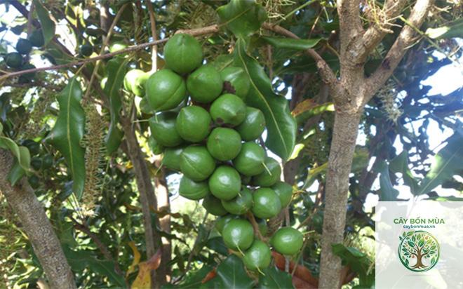 cây mắc ca Đà Lạt - Image 5