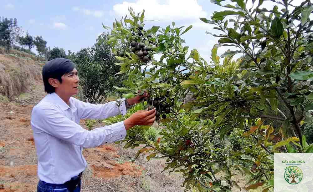 cây mắc ca Đà Lạt