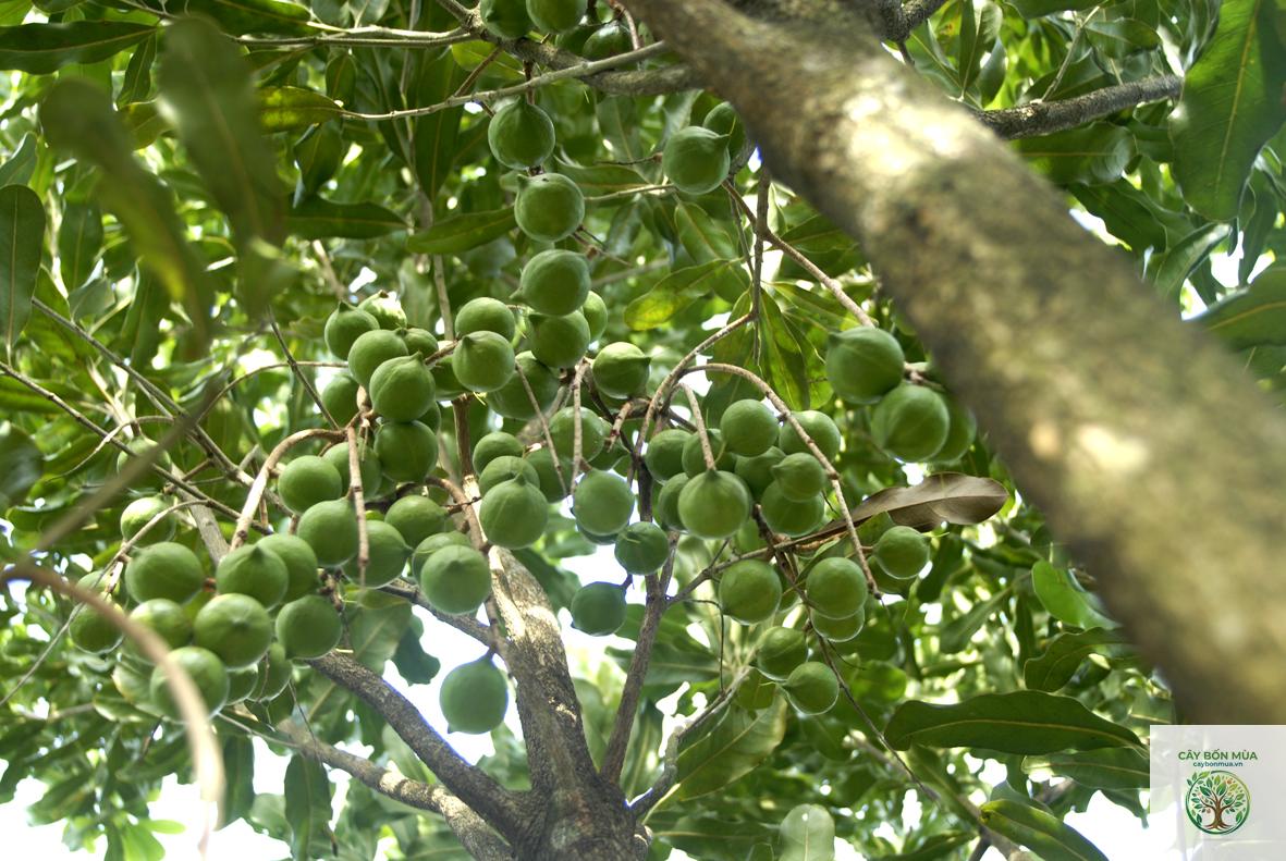 cây mắc ca Hawaii - Image 4