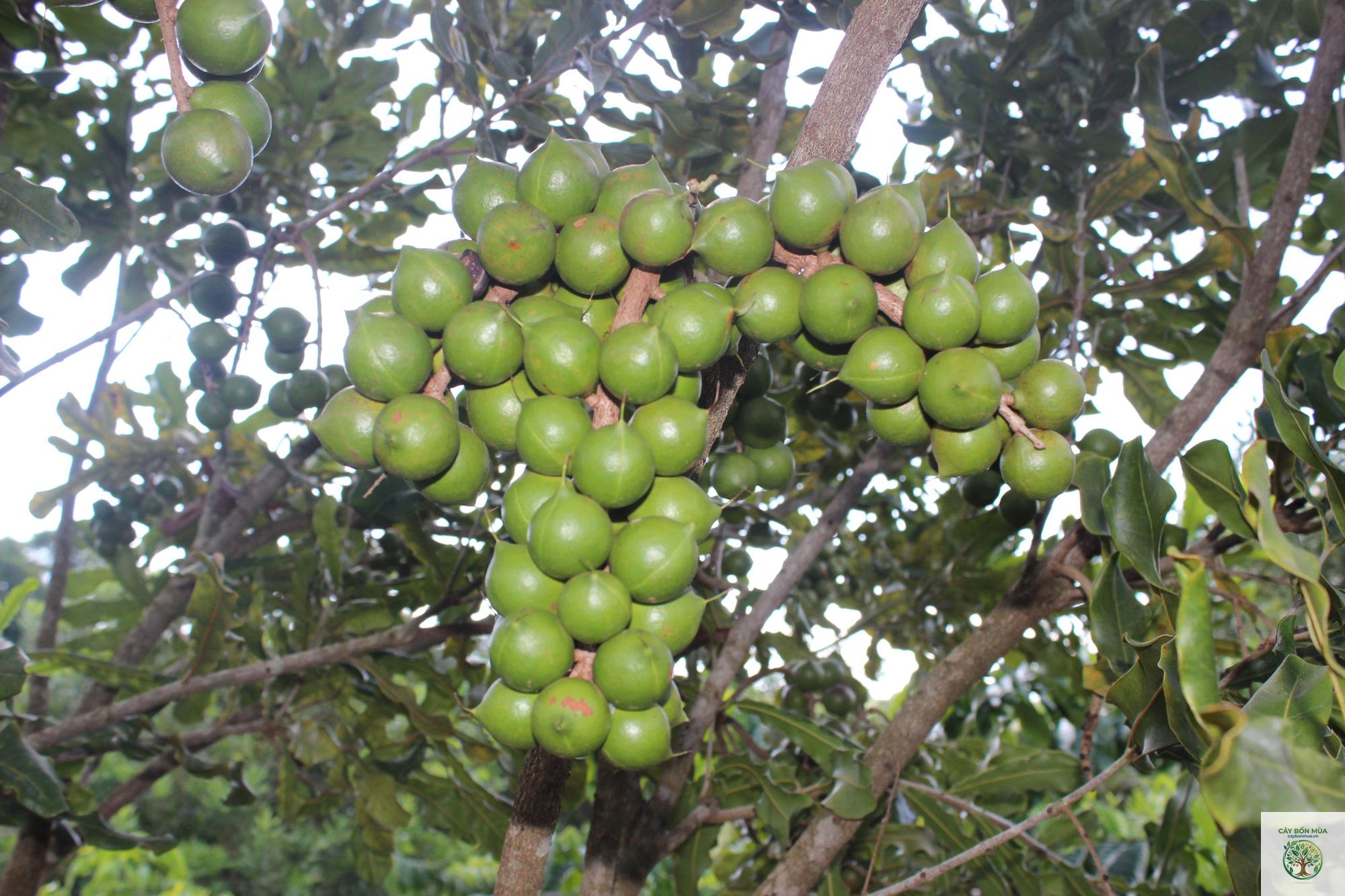 cây mắc ca Tây Nguyên - Image 2