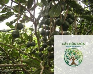 cây mắc ca Tây Nguyên - Image 4