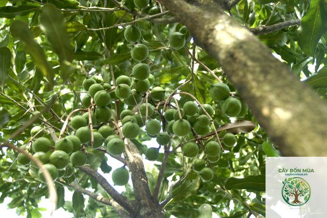 cây mắc ca Tây Nguyên