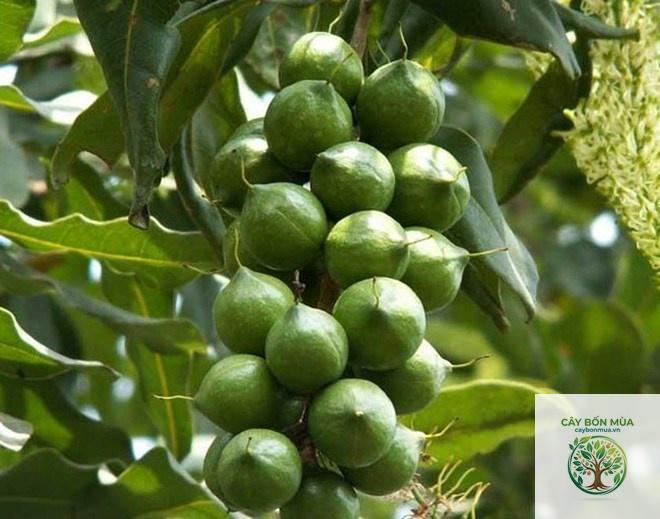 cây mắc ca Úc