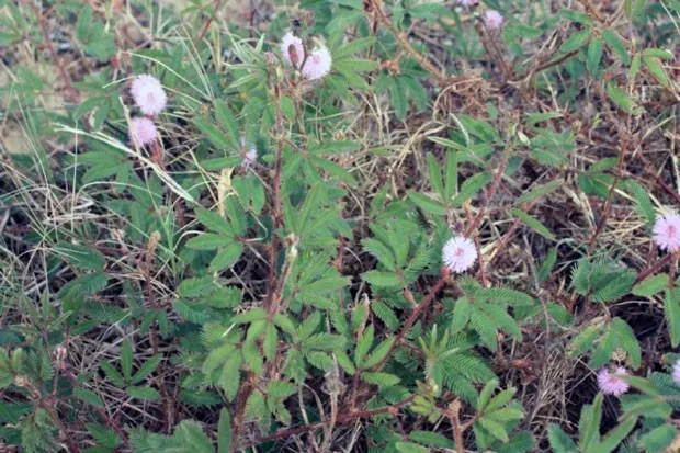 cây mắc cỡ - Image 3