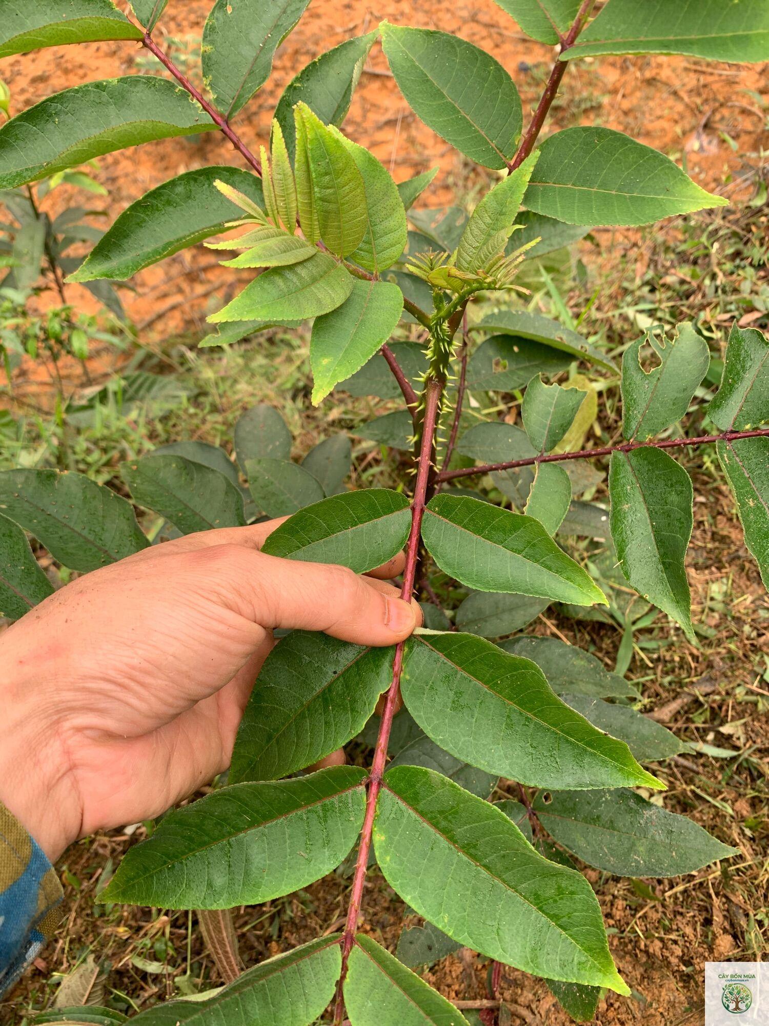cây mắc khén - Image 2