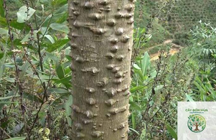 cây mắc khén núi - Image 5