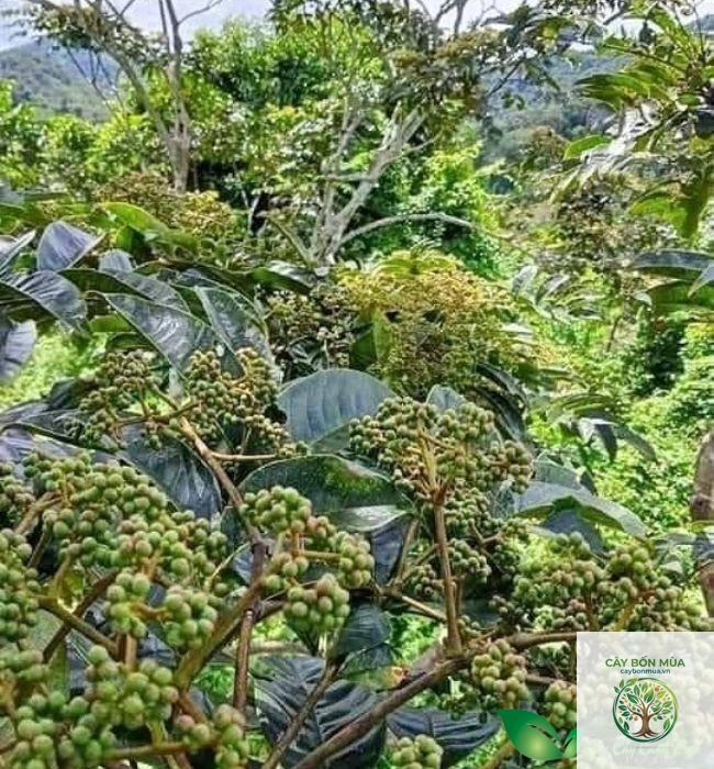 cây mắc khén xanh - Image 4