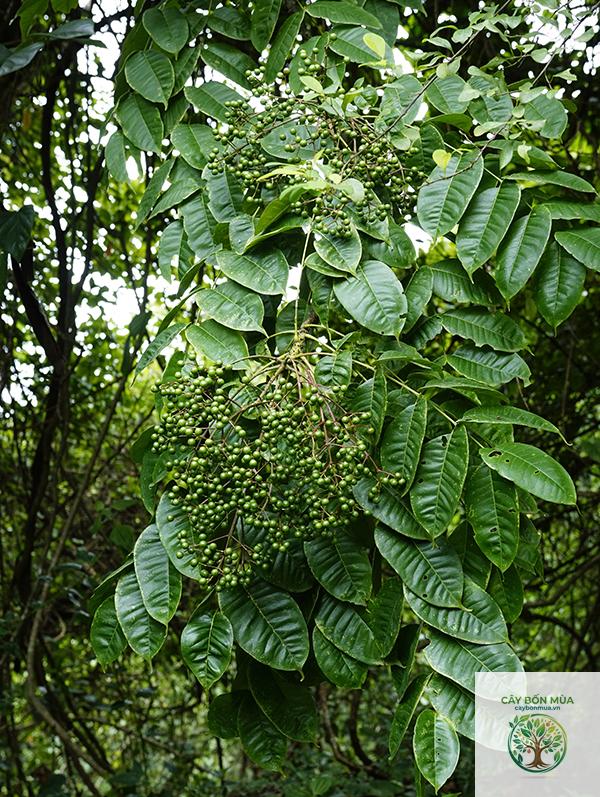 cây mắc khén xanh