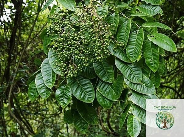 cây mắc khén