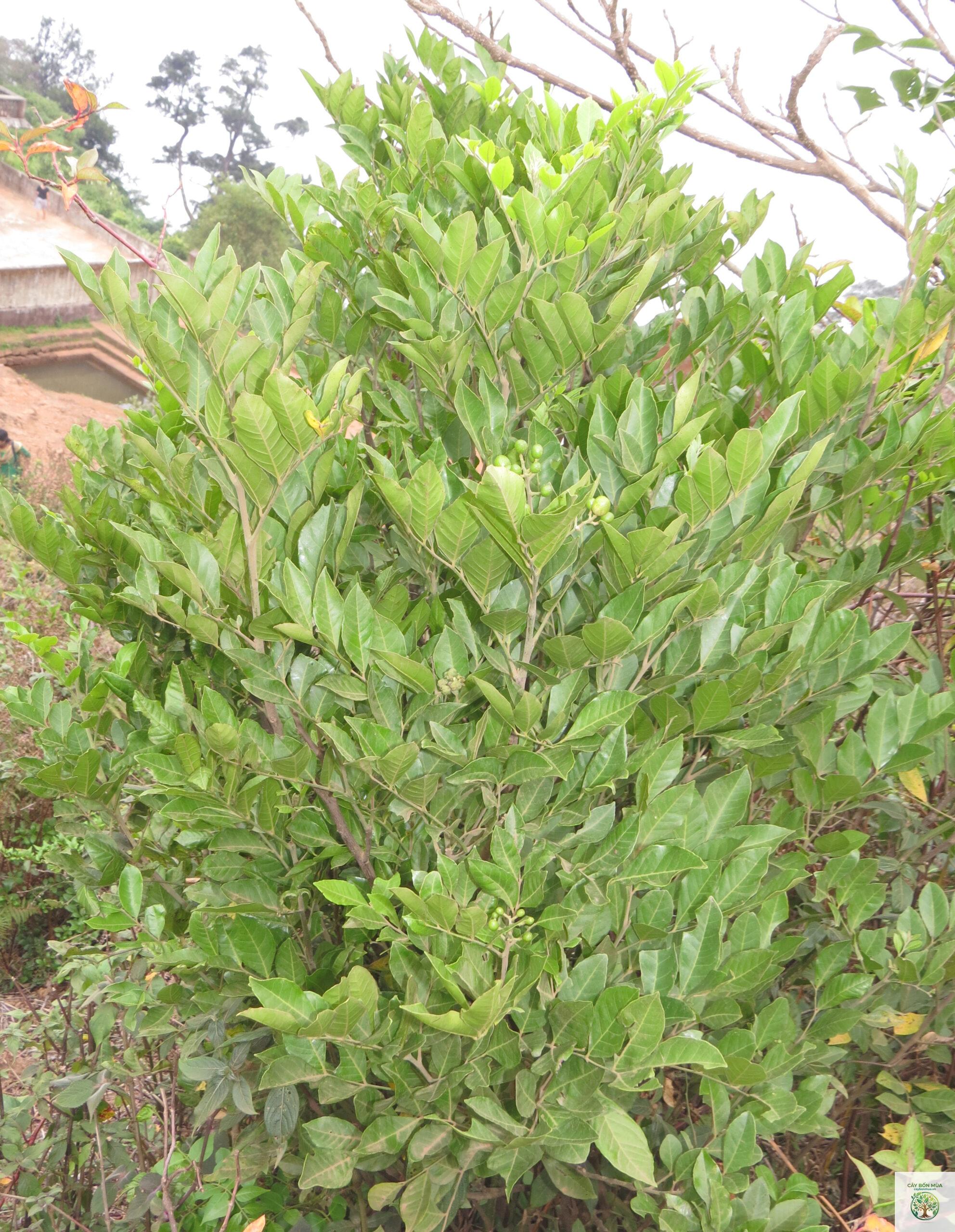 cây mắc mật - Image 2
