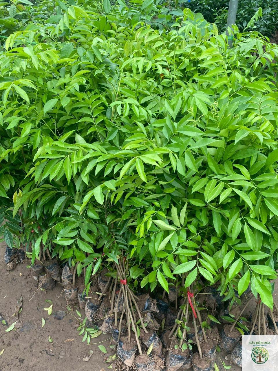 cây mắc mật - Image 3