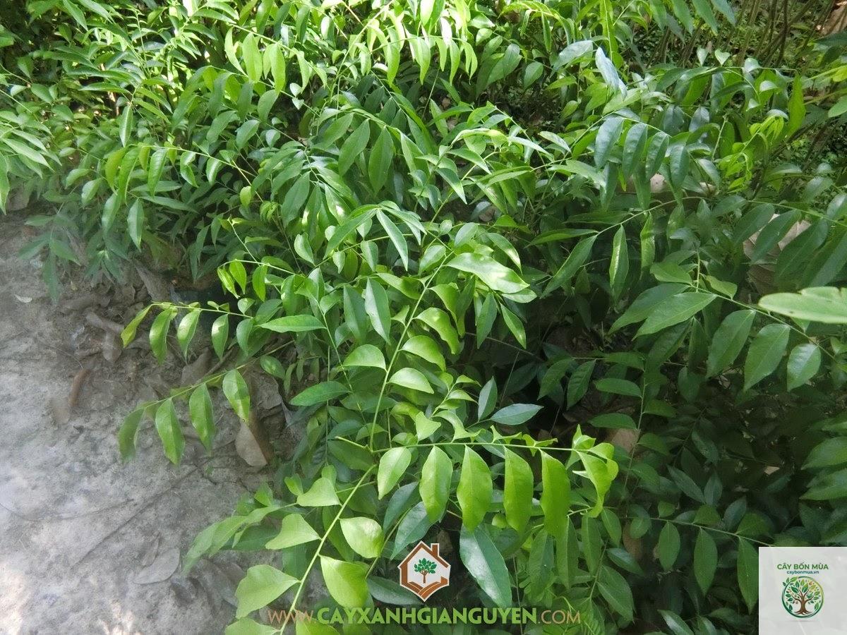 cây mắc mật núi - Image 2