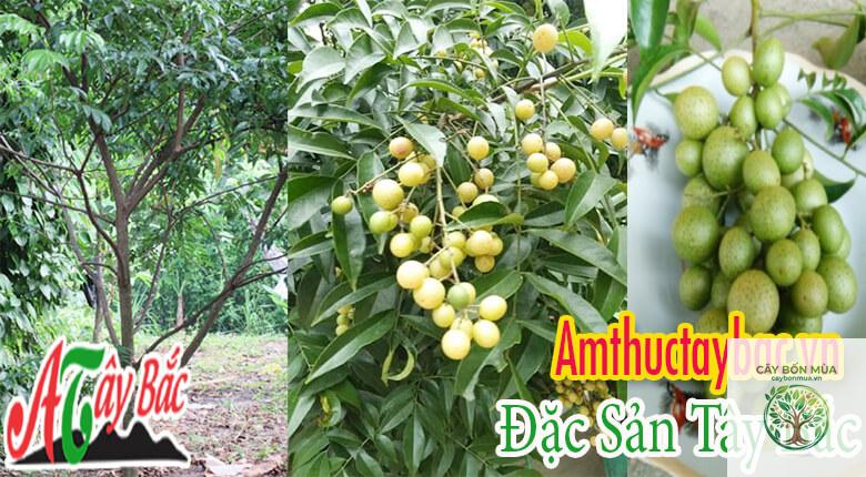 cây mắc mật núi - Image 5