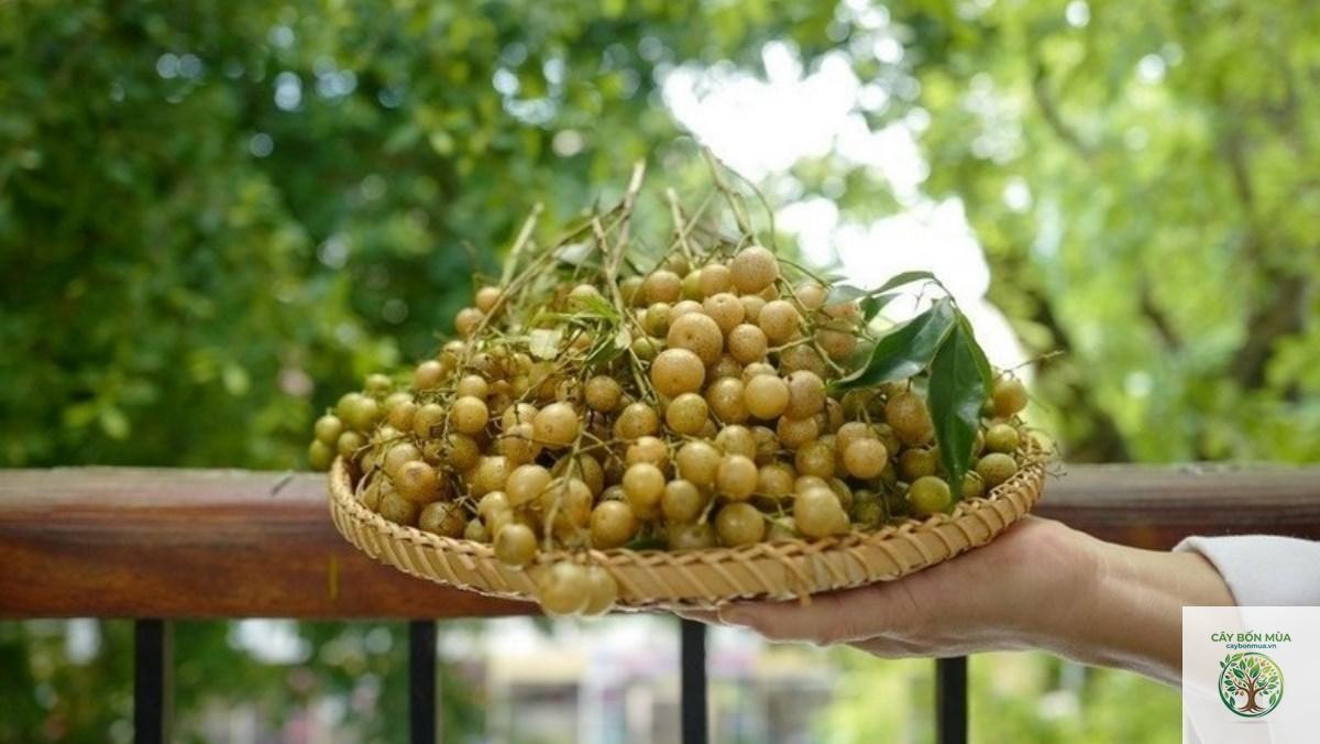 cây mắc mật quả vàng - Image 2