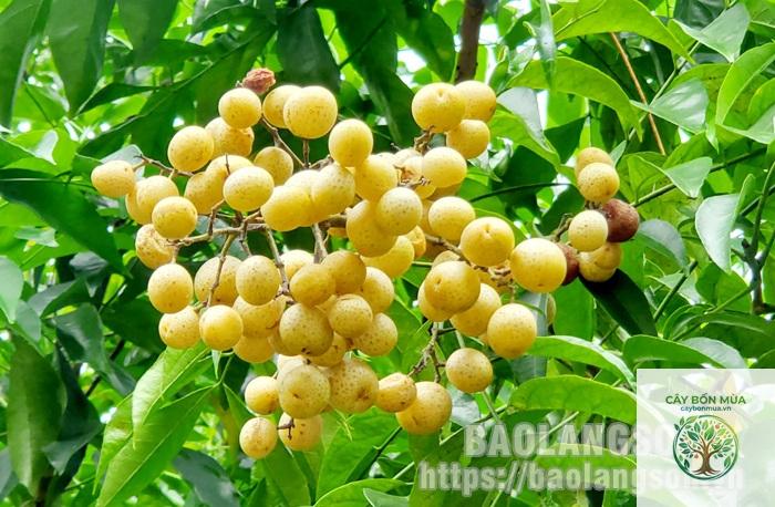 cây mắc mật quả vàng - Image 3