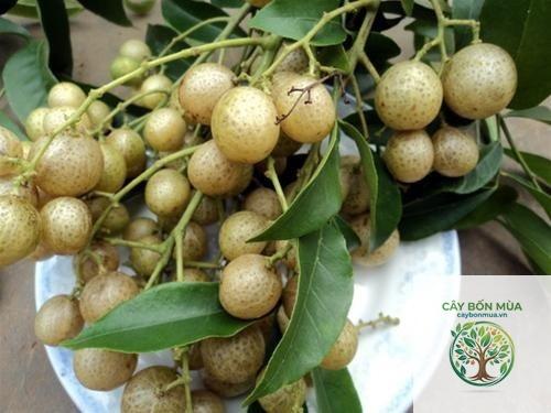 cây mắc mật quả vàng - Image 4